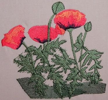 BFC0237 Poppies