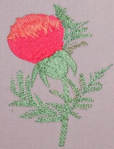 BFC0237 Poppies