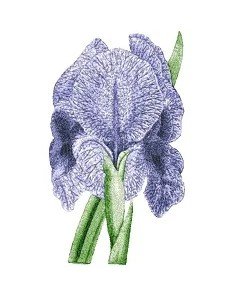 RMG2431  Iris