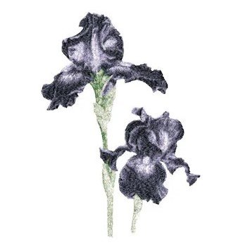 RMG2508  Iris
