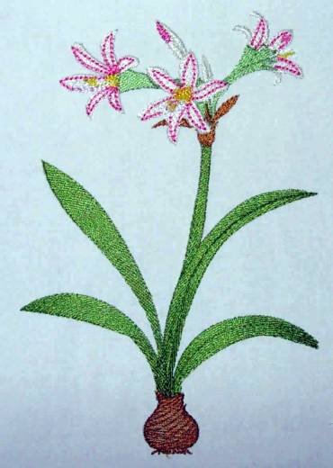 BFC0254 Botanical Bulbs
