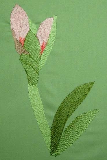 BFC0262 Amaryllis