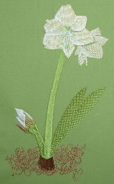 BFC0262 Amaryllis