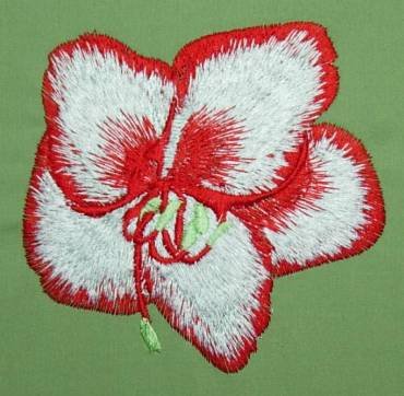 BFC0262 Amaryllis