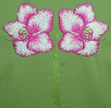 BFC0262 Amaryllis