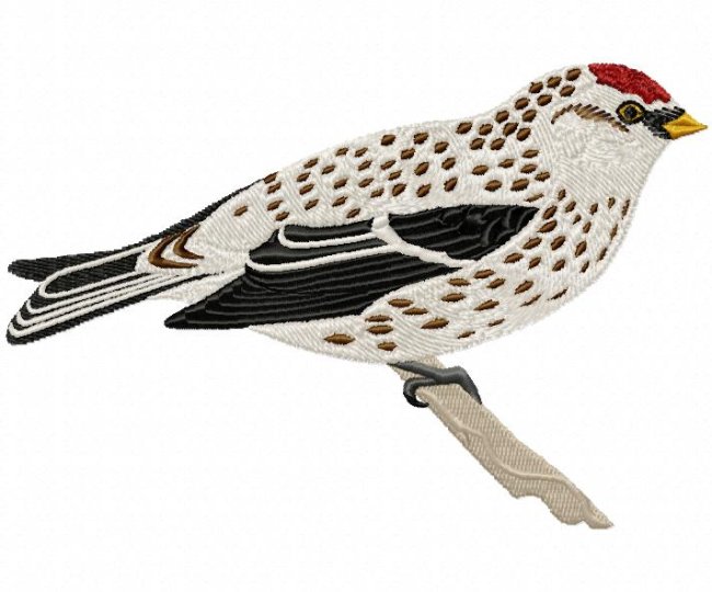 RMG266 Mealy Redpole