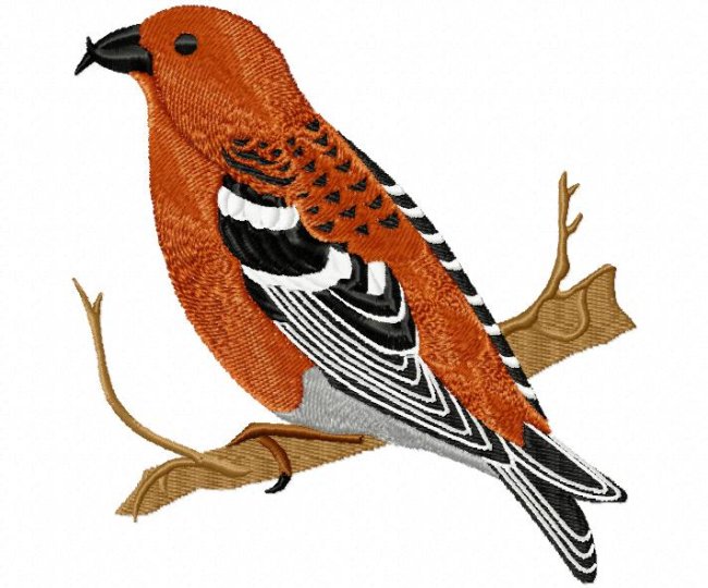 RMG267 Red Crossbill