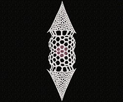 RMG237 Radiolarians Set 1