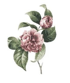 RMG2773 Peony