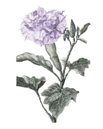 RMG2774 Carnation
