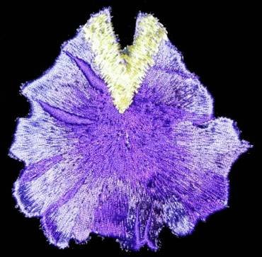 BFC0289 Lace Sculpture - Iris