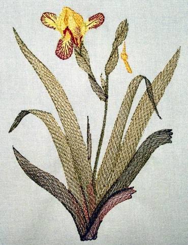 BFC0294 Watercolor Iris