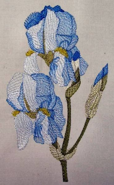 BFC0294 Watercolor Iris