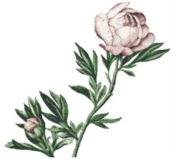 RMG2957EL  Extra Large Peony 2957