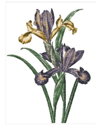 RMG2972El  Extra Large Vintage Iris 2972