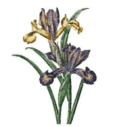 RNG2979 Vintage Iris smaller version