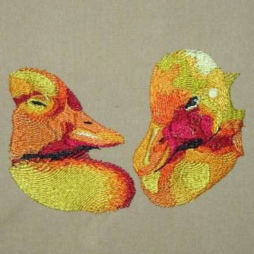 BFC0299 Waterfowl