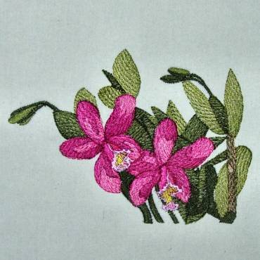 BFC0303 Watercolor Orchids
