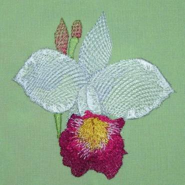 BFC0303 Watercolor Orchids