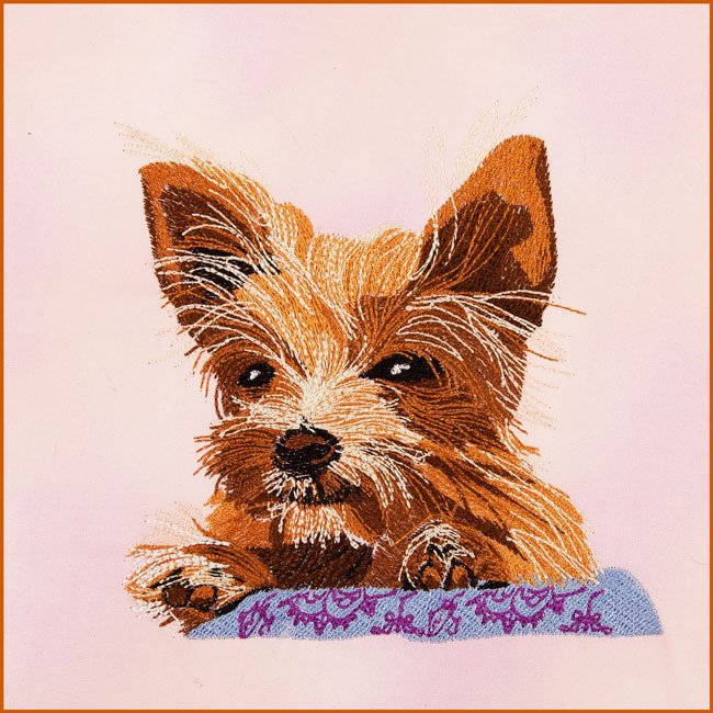 Yorkie