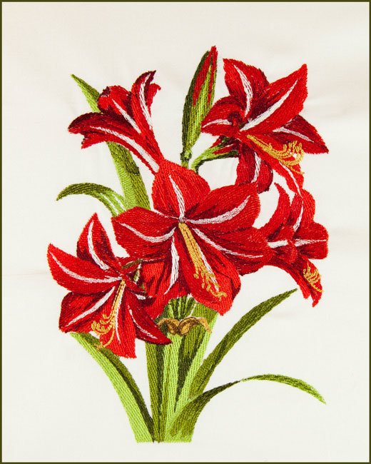 Amaryllis