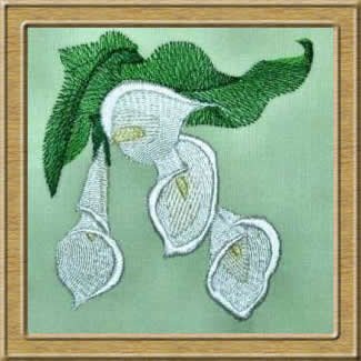 BFC0309 Calla Lilies
