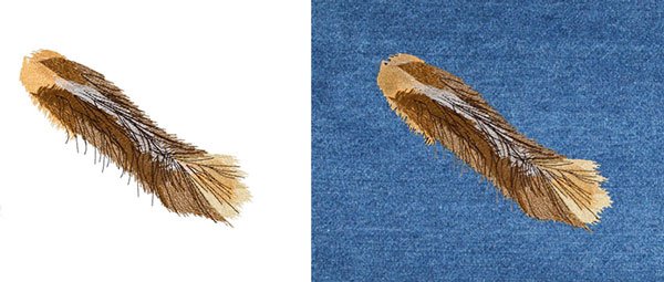 Calico Cat Tail