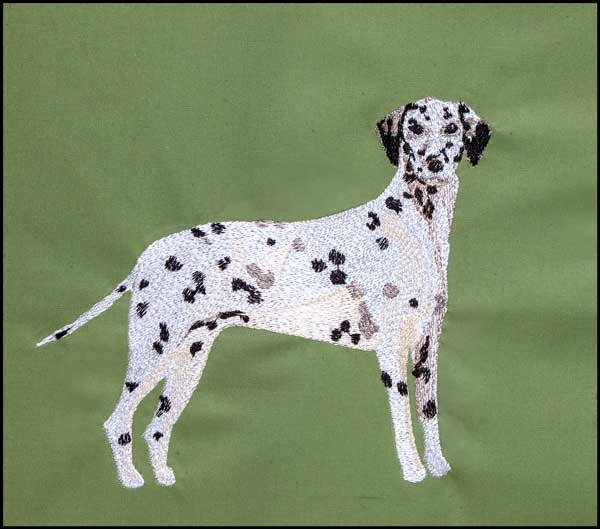 BFC31394 Dalmatian
