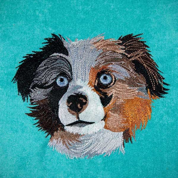 Australian Shepherd Puppy