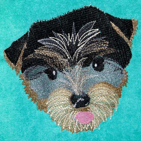 BFC31548 Australian Terrier Puppy