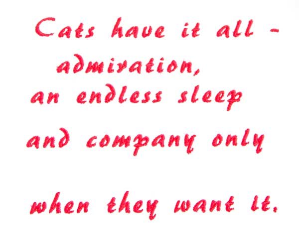 BFC31554 Independent Kitty