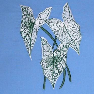 BFC0323 Caladiums