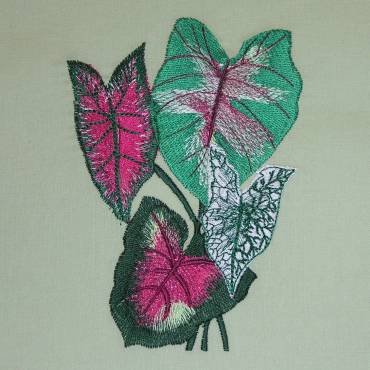 BFC0323 Caladiums