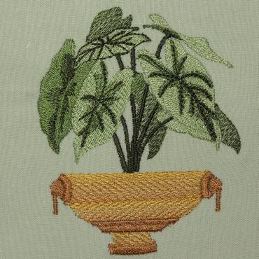 BFC0323 Caladiums