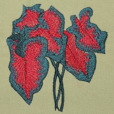 BFC0323 Caladiums