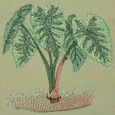 BFC0323 Caladiums