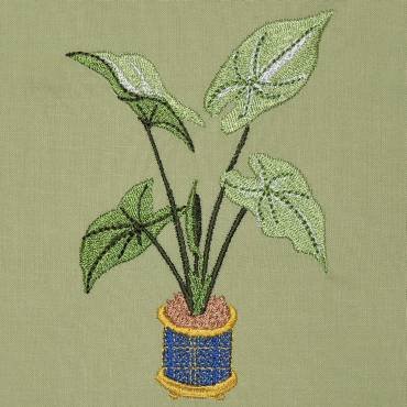 BFC0323 Caladiums