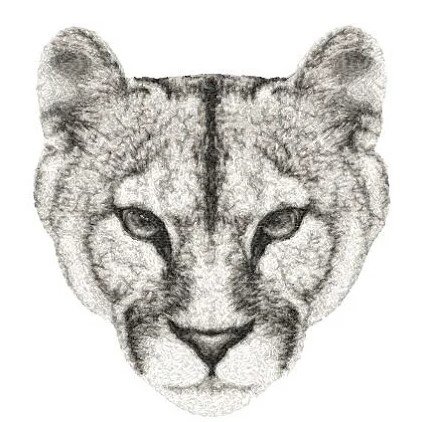 RMG3367  Mountain Lion