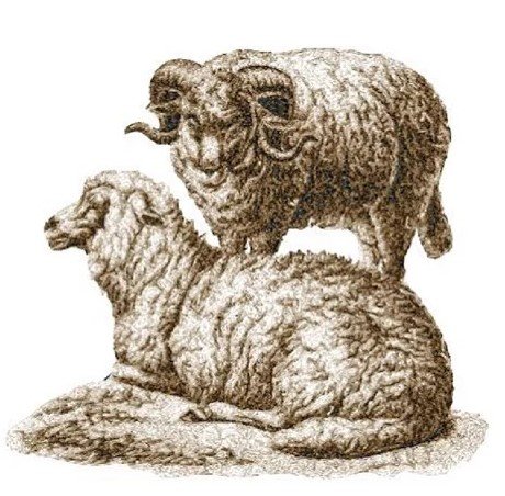 RMG3430 Sheep