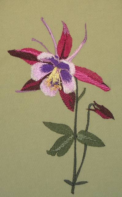 BFC0352 Columbines