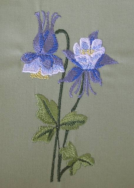 BFC0352 Columbines