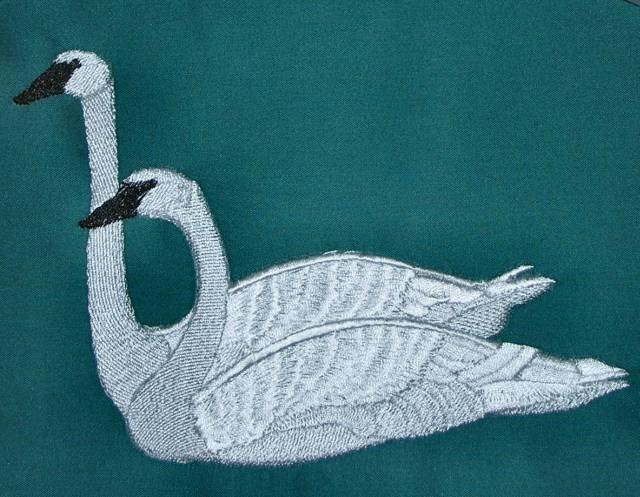 BFC0361 Swans & Water Lilies