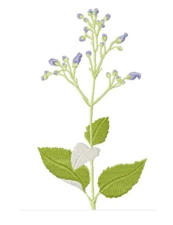 RMG3797 Water Figwort
