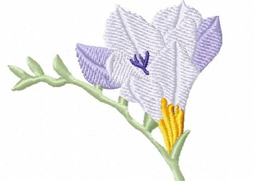 RMG3802  Freesia