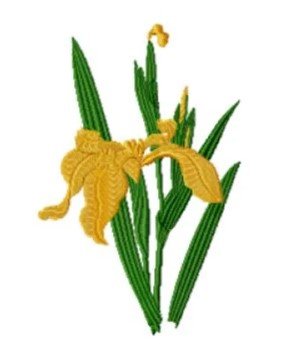 RMG3808 The Golden Iris