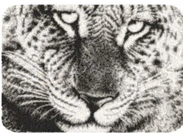 RMG3820 Leopard