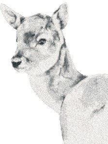RMG3885 Doe