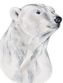 RMG3888 Poppa Bear