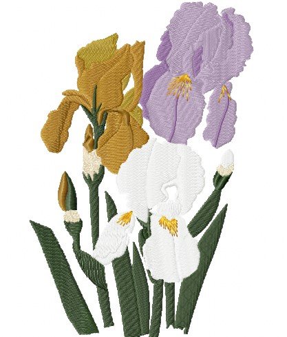 RMG3948  Iris Trio