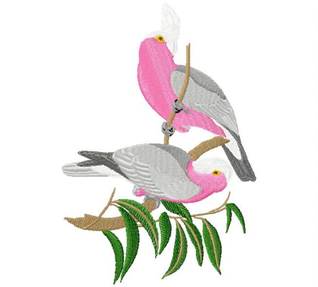 RMG416  Rose Breasted Cockatoo